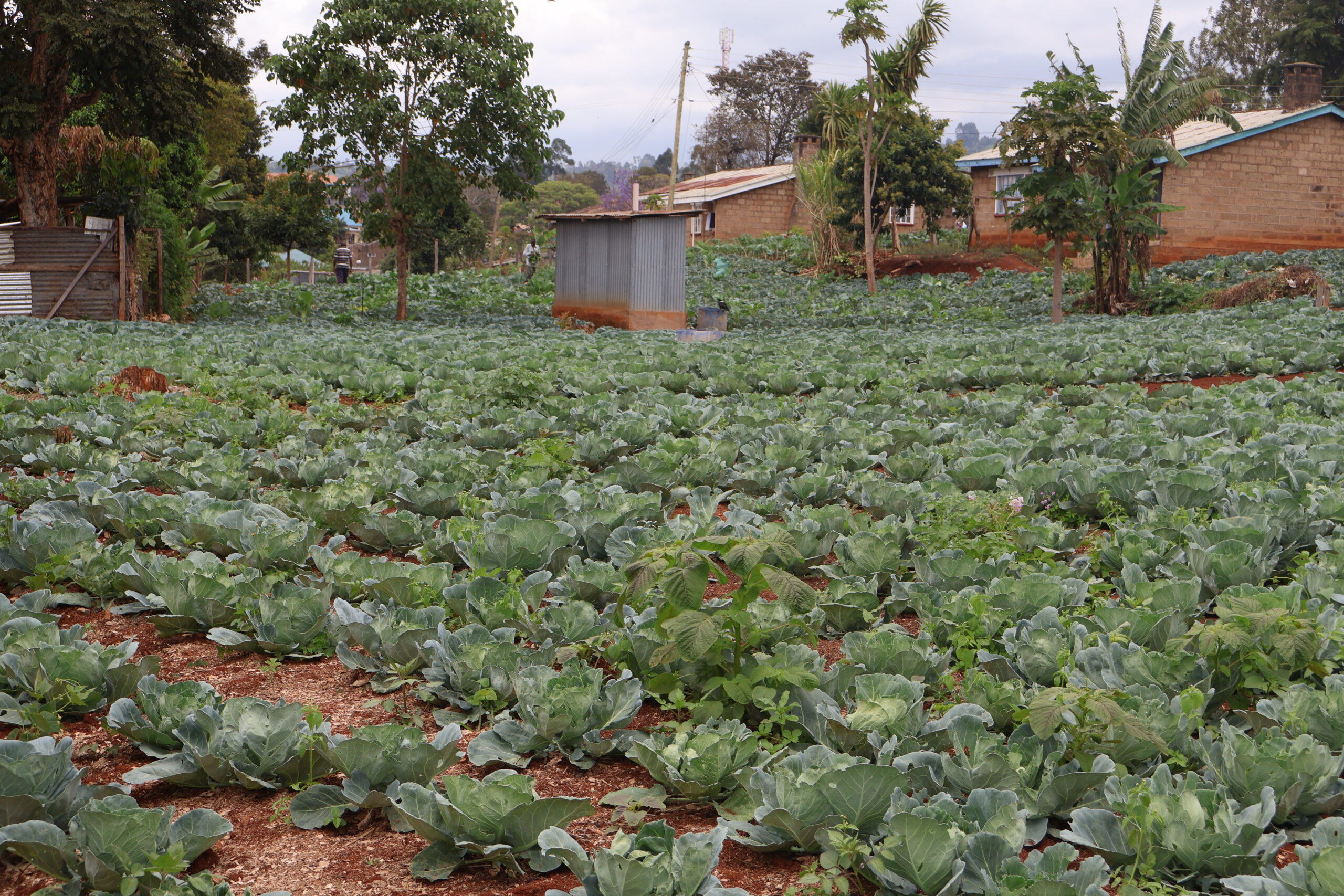 farm2