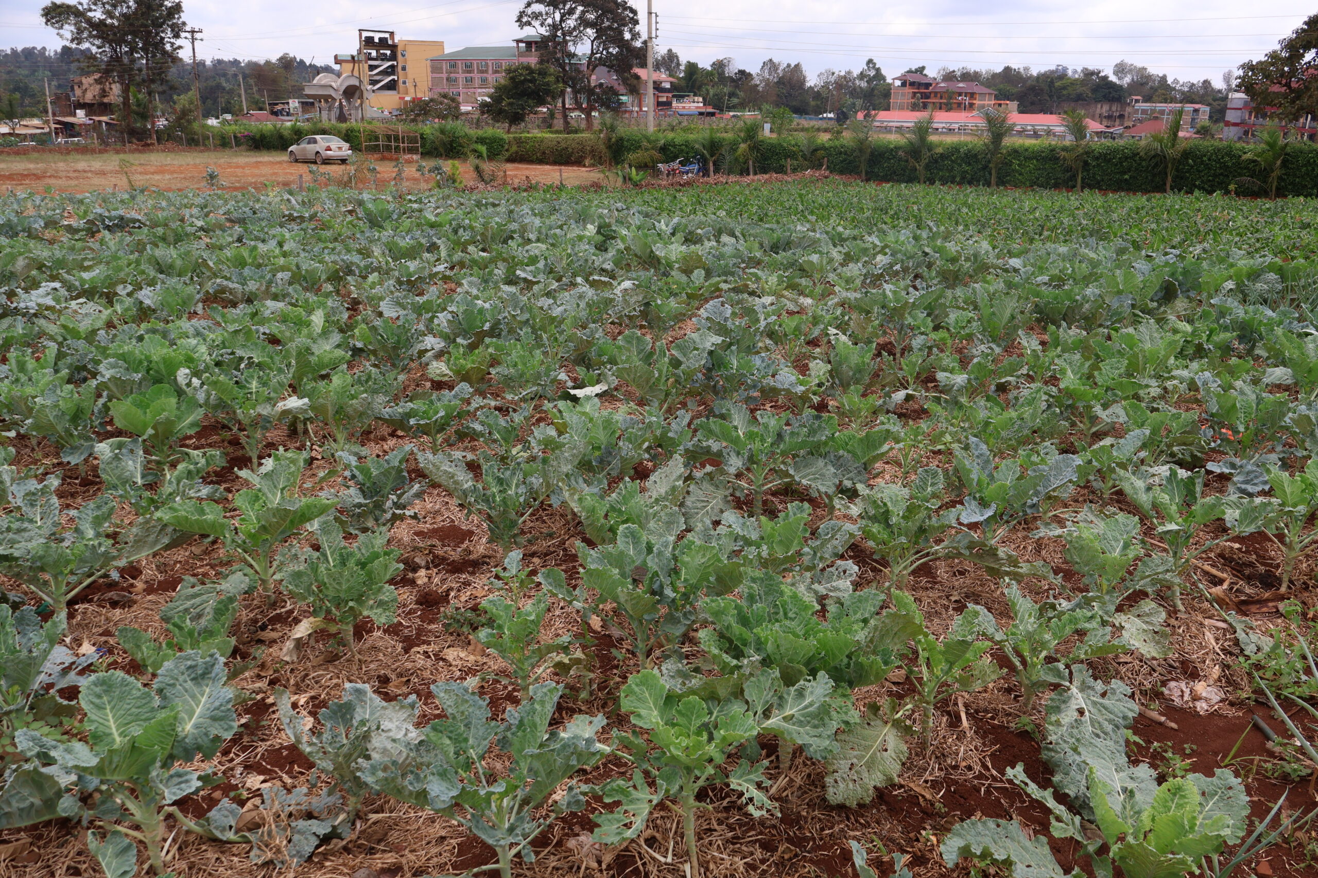 farm5
