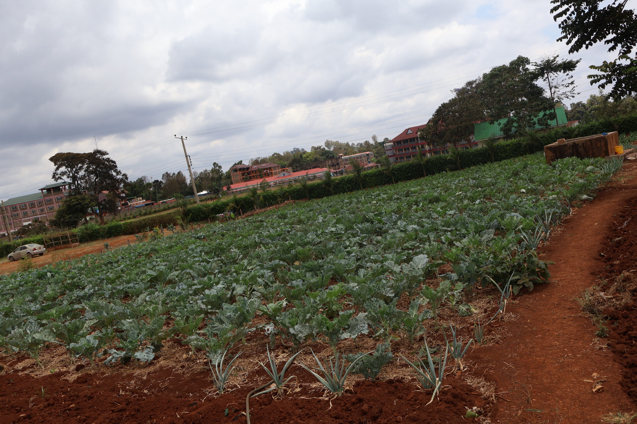 farm6