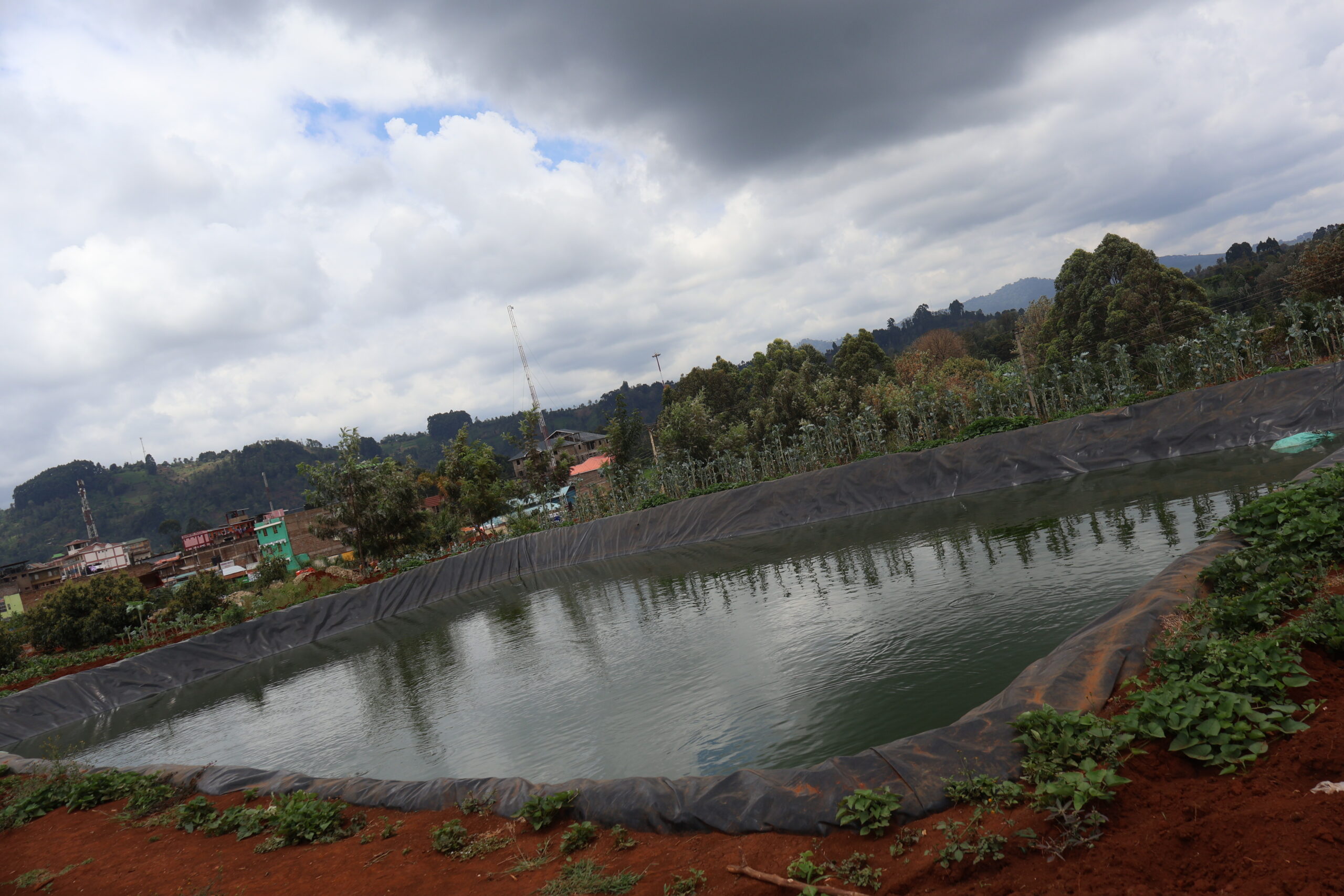 fishpond2